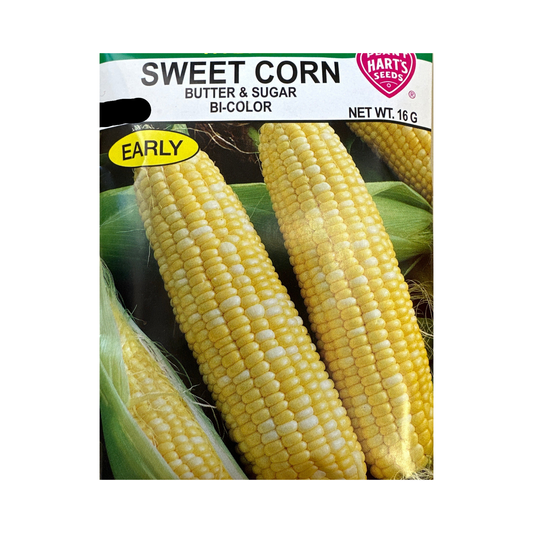 Corn Butter & Sugar Bicolor