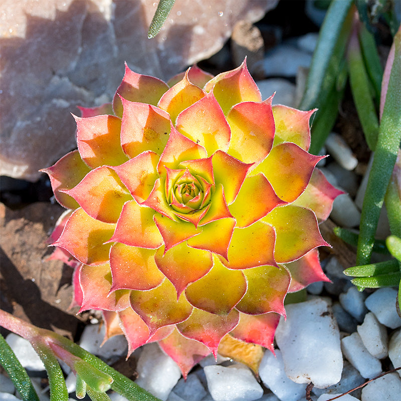 Sempervivum Chick Charms® 'Gold Nugget'