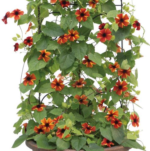 THUNBERGIA SUNNY SUSY AMBER