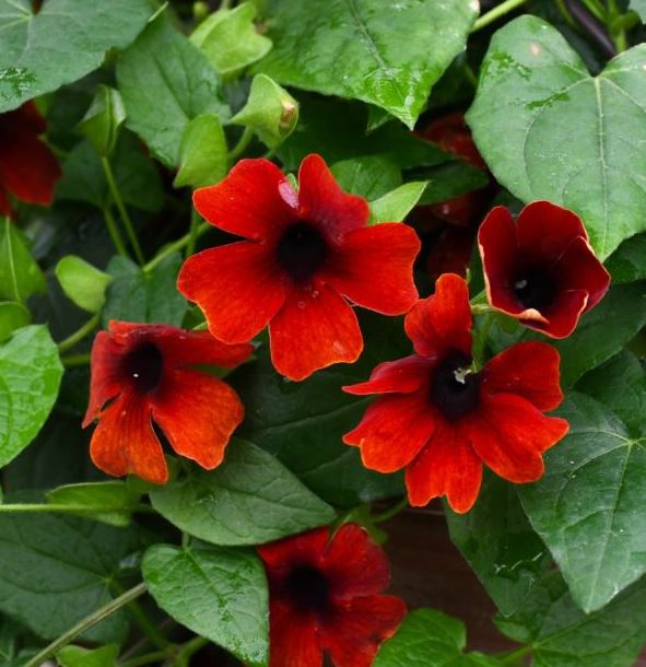 THUNBERGIA SUNNY SUSY RED ORANGE