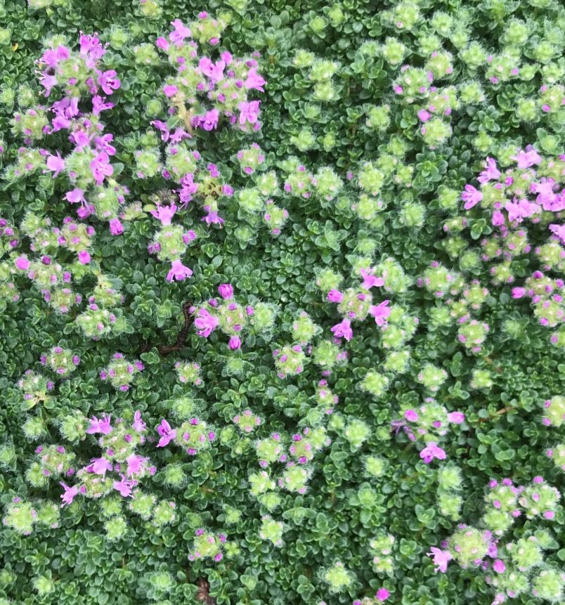 Thymus serphyllum 'Elfin'