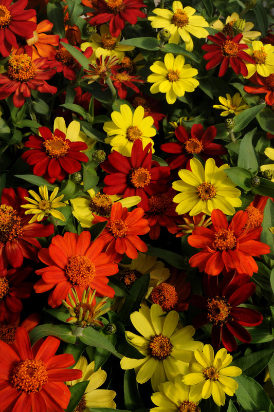 ZINNIA ZAHARA BONFIRE MIX - JUMBO 6 PACK