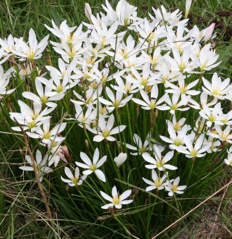 Zephyranthes Candida (White Rain Lily)