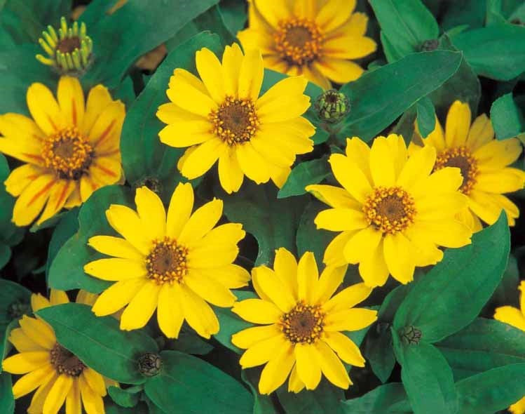 ZINNIA PROFUSION YELLOW