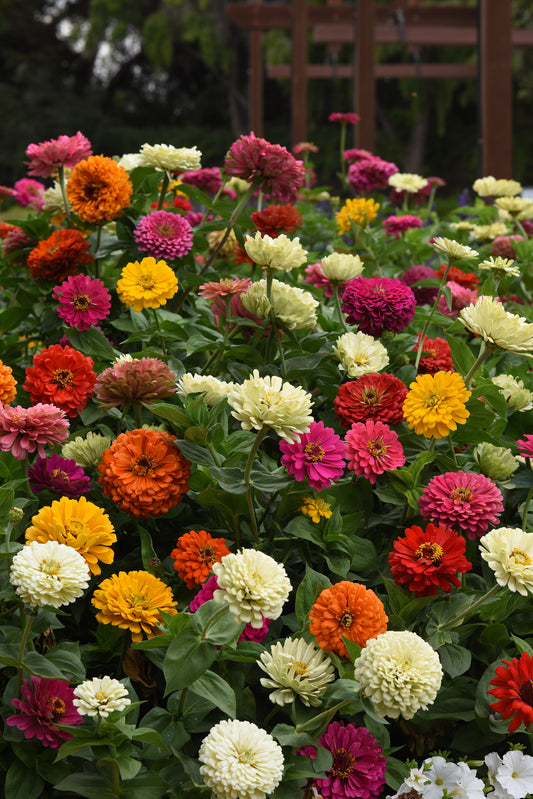 ZINNIA STATE FAIR MIX - JUMBO 6 PACK