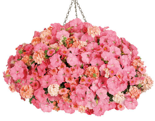 COMBO ACAPULCO SUN - 12" HANGING BASKET