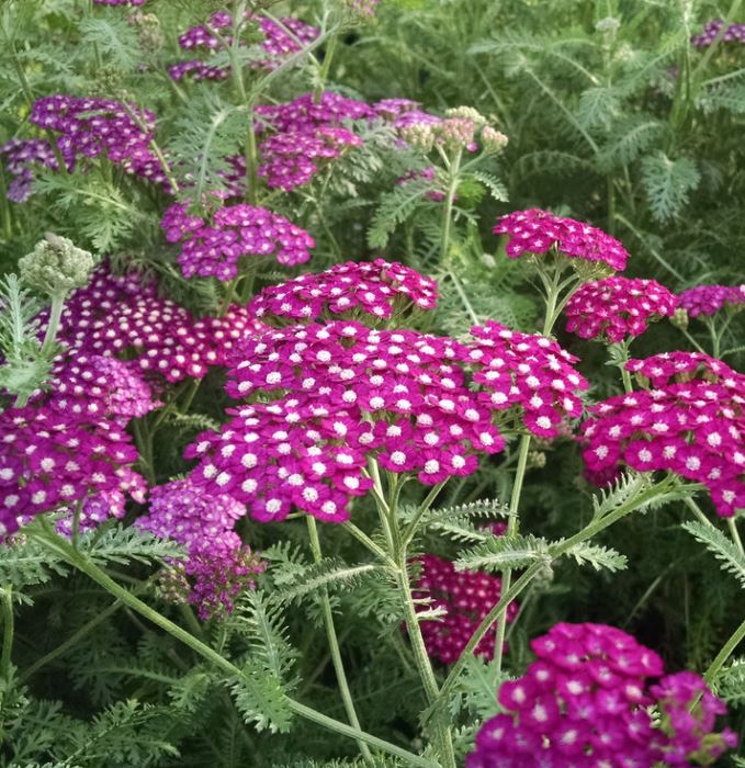 Achillea 'New Vintage Violet'