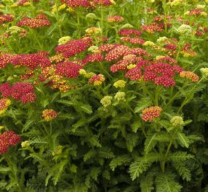 Achillea 'Strawberry Seduction'