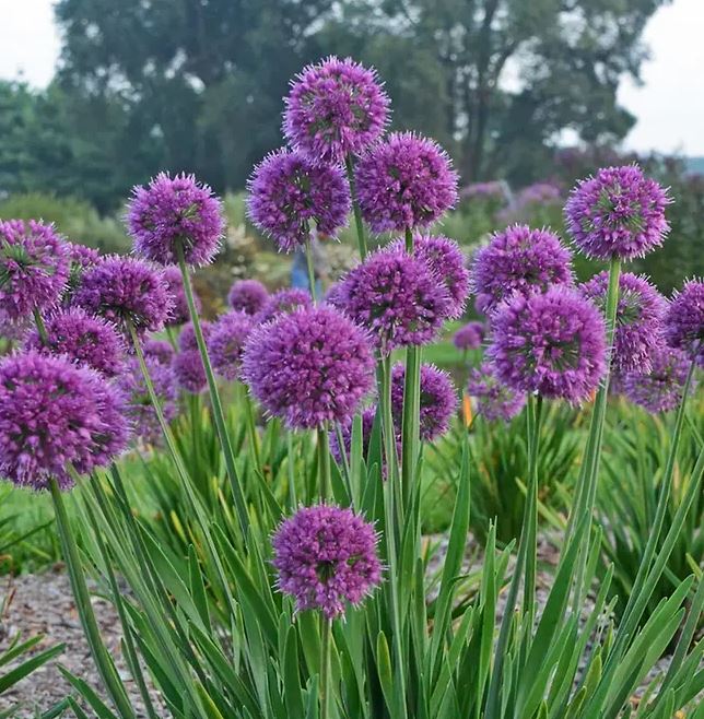 Allium 'Lavender Bubbles'