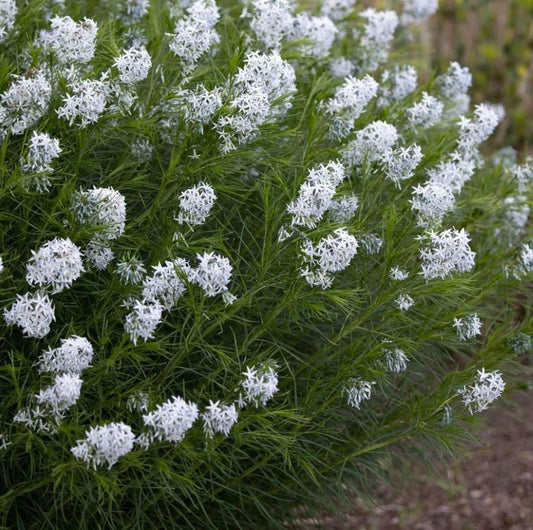 Amsonia hubrichtii