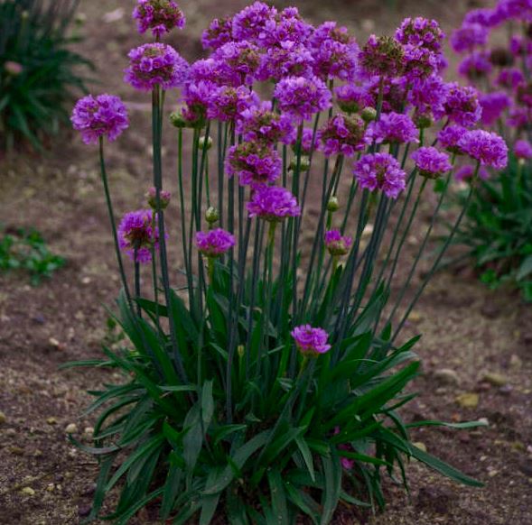 Armeria 'Ballerina Lilac'