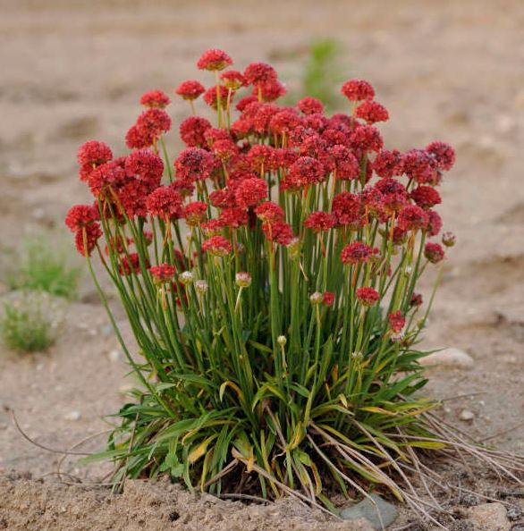 Armeria pseudarmeria 'Ballerina Red'