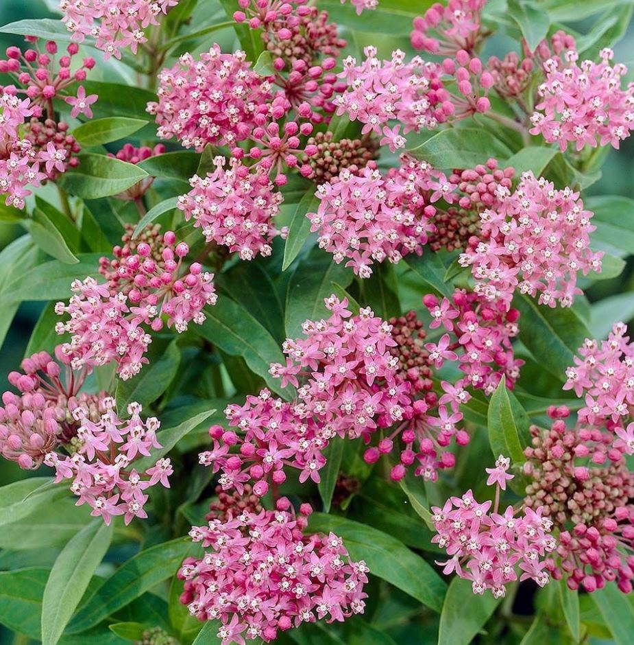 Asclepias incarnata 'Cinderella'