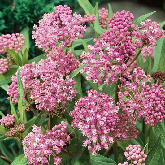 Asclepias incarnata (Swamp Milkweed)