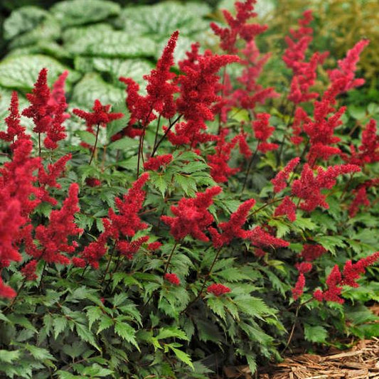 Astilbe 'Fanal'