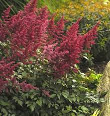 Astilbe 'Montgomery'