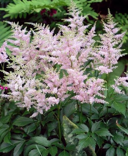 ASTILBE 'PEACH BLOSSOM'