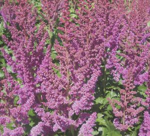 Astilbe 'Visions in Pink'