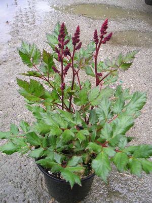 Astilbe 'Visions in Red'