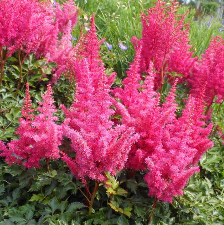 Astilbe 'Younique Lilac™'