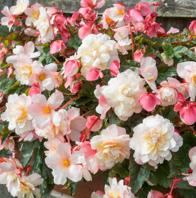 BEGONIA SWEETSPICE APPLEBLOSSOM - 4" POT