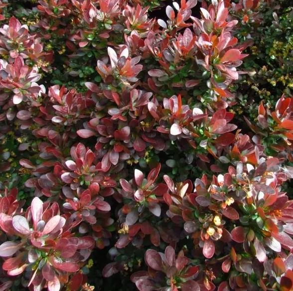 BERBERIS 'CRIMSON CUTIE'
