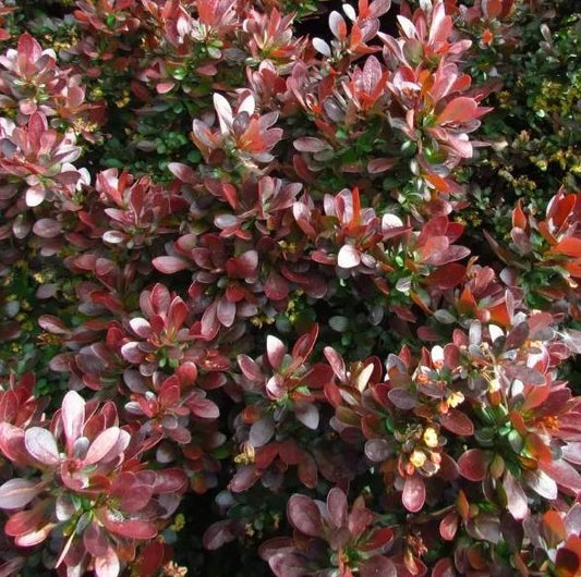 BERBERIS 'CRIMSON CUTIE'