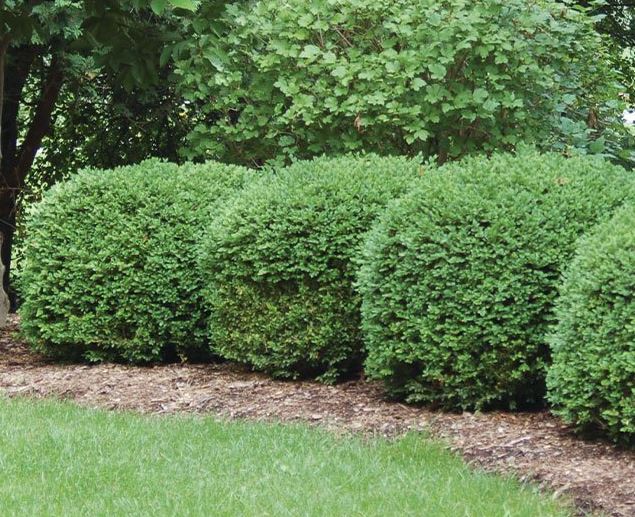 BUXUS 'GREEN VELVET'