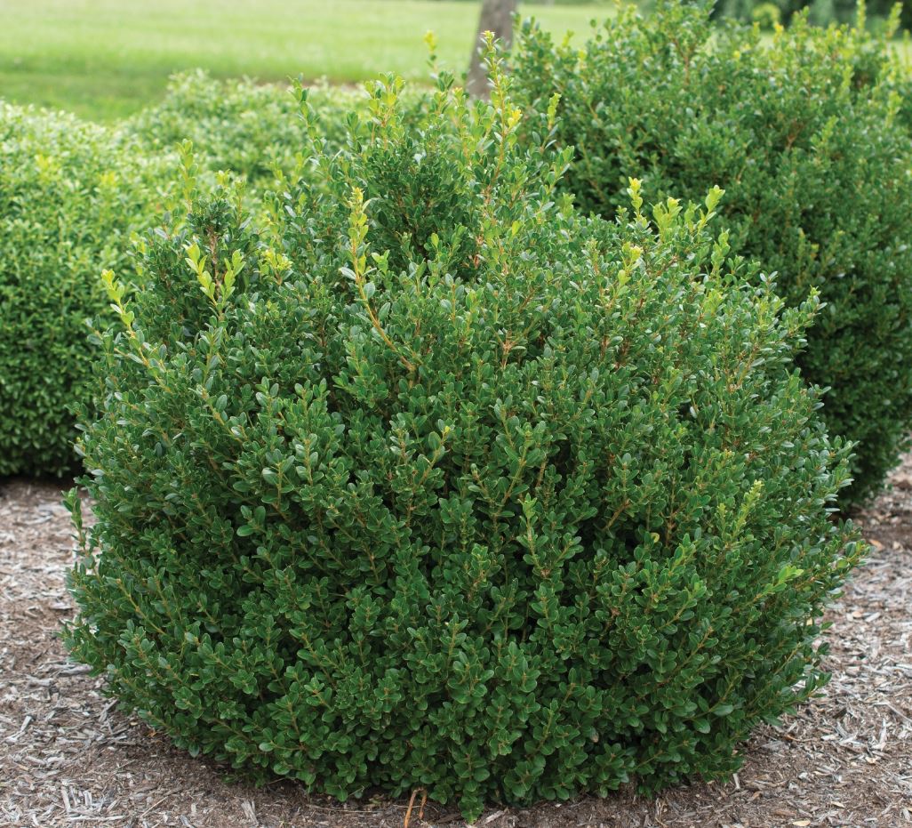 Buxus m. 'Little Missy'