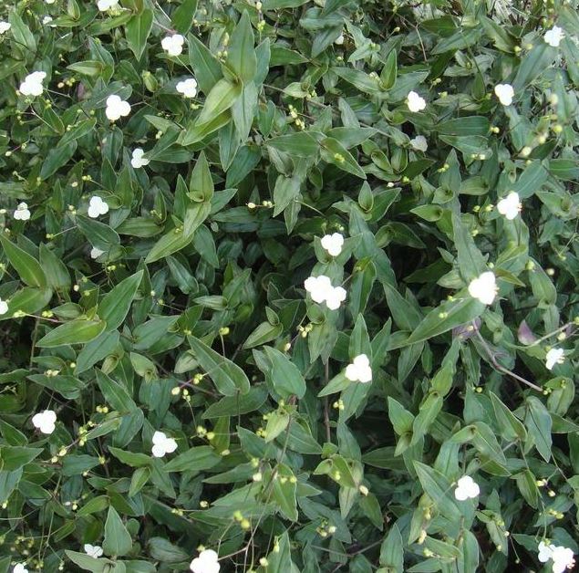 TRADESCANTIA MULTIFLORA BRIDAL VEIL - 4'' POT