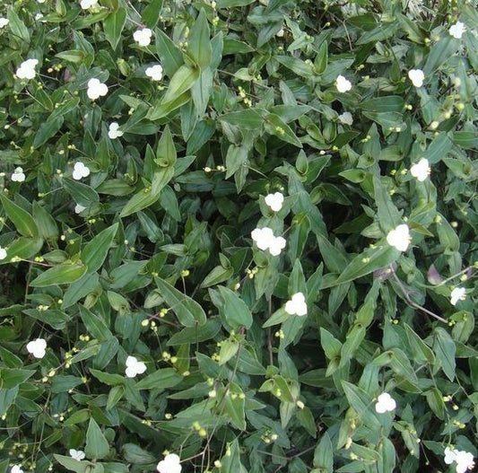 TRADESCANTIA MULTIFLORA BRIDAL VEIL - 8'' HANGING BASKET