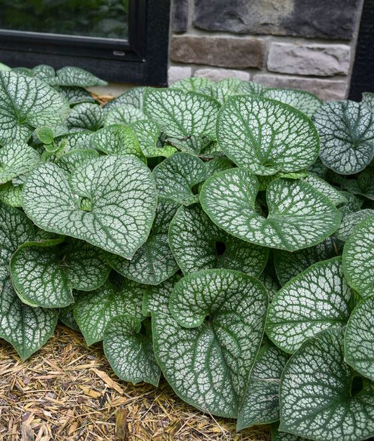 Brunnera m. 'Jack of Diamonds'