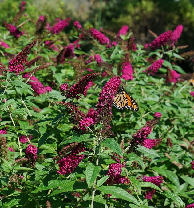 Buddleia 'Miss Molly'