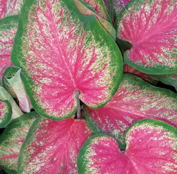 CALADIUM PINK STRAP