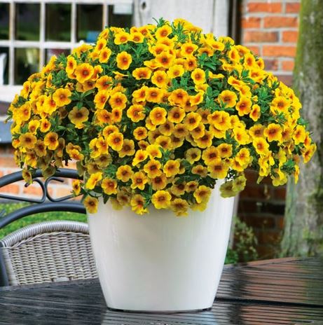 CALIBRACHOA CALITASTIC MANGO - 10" HANGING BASKET