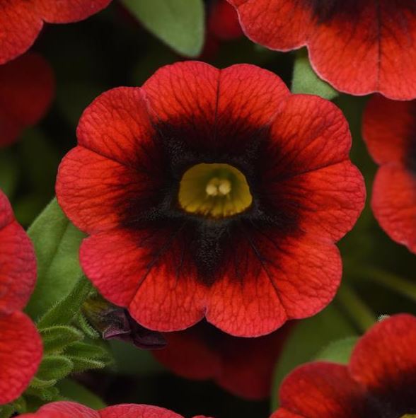 CALIBRACHOA CHA CHA RED KISS