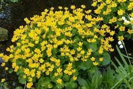 Caltha Palustris (Marsh Marigold)