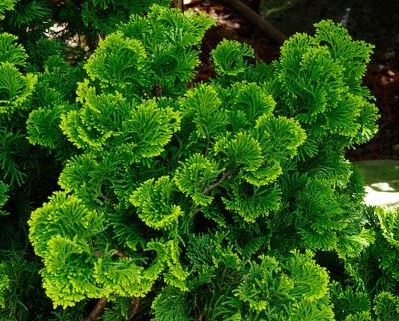 Chamaecyparis obtusa 'Nana Gracilis' - STD