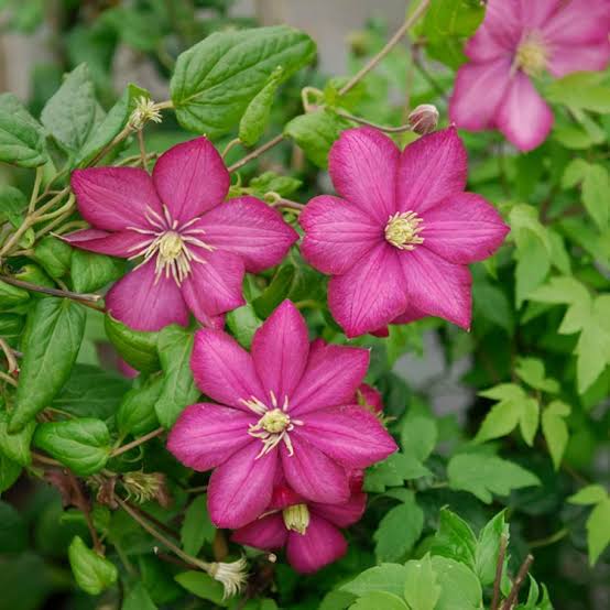 Clematis 'Ville de Lyon'