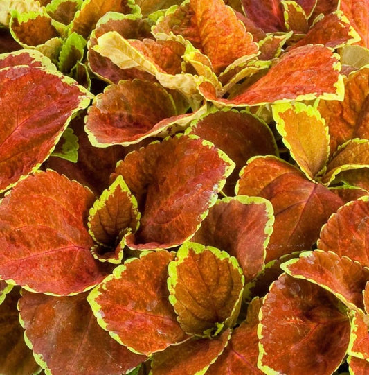 COLEUS FAIRWAY ORANGE