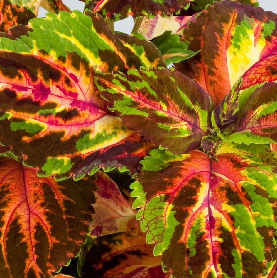 COLEUS RAINBOW MULTICOLOR