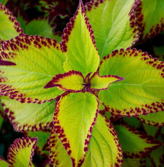 COLEUS STAINED GLASSWORKS VELVET