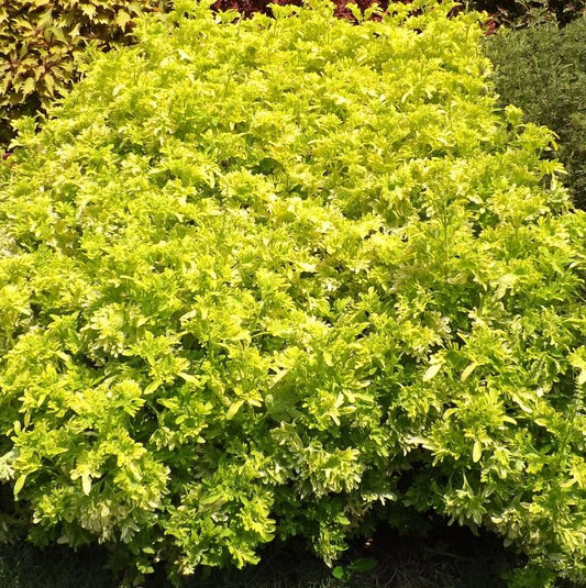 COLEUS UNDER THE SEA YELLOWFIN