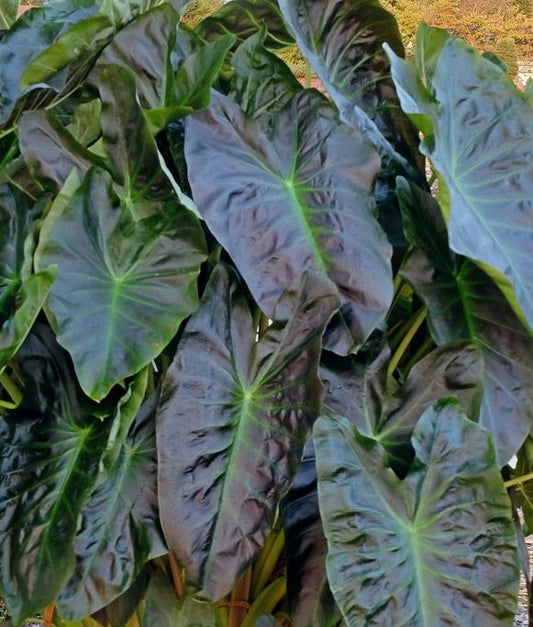 COLOCASIA ROYAL HAWAIIAN ALOHA