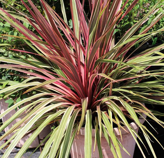 CORDYLINE 'CAN CAN'