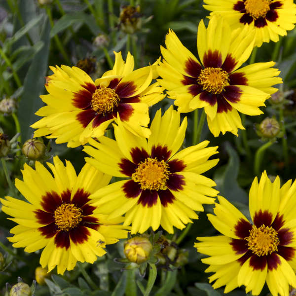 Coreopsis 'Sunkiss'