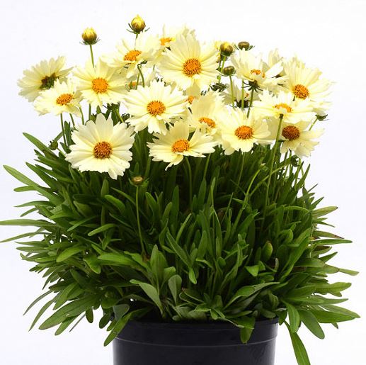 Coreopsis UpTick™ 'Cream'