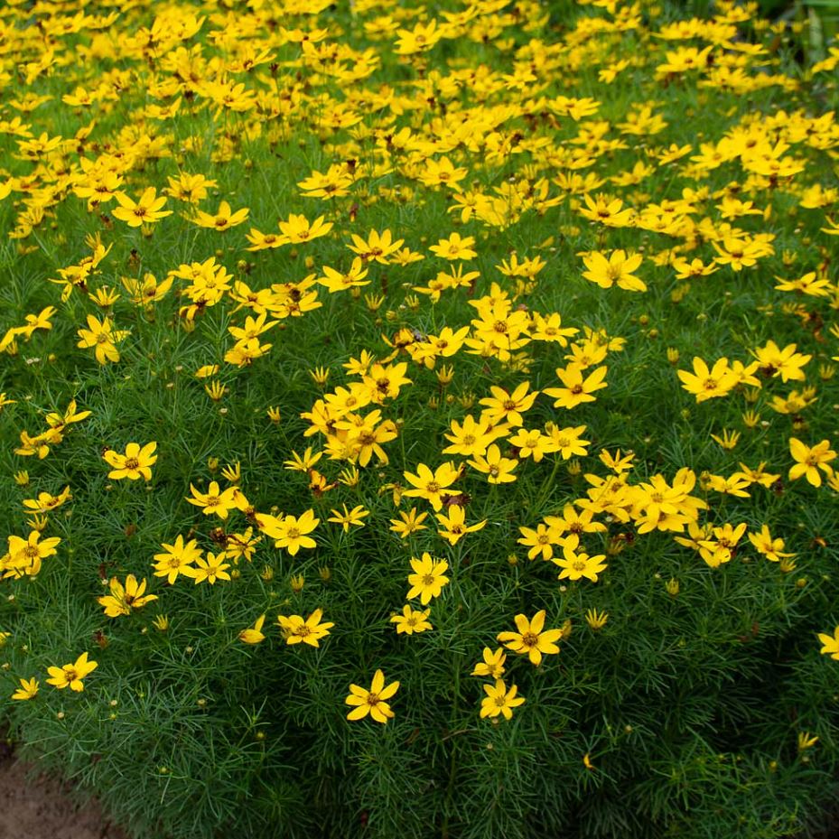 Coreopsis verticillata