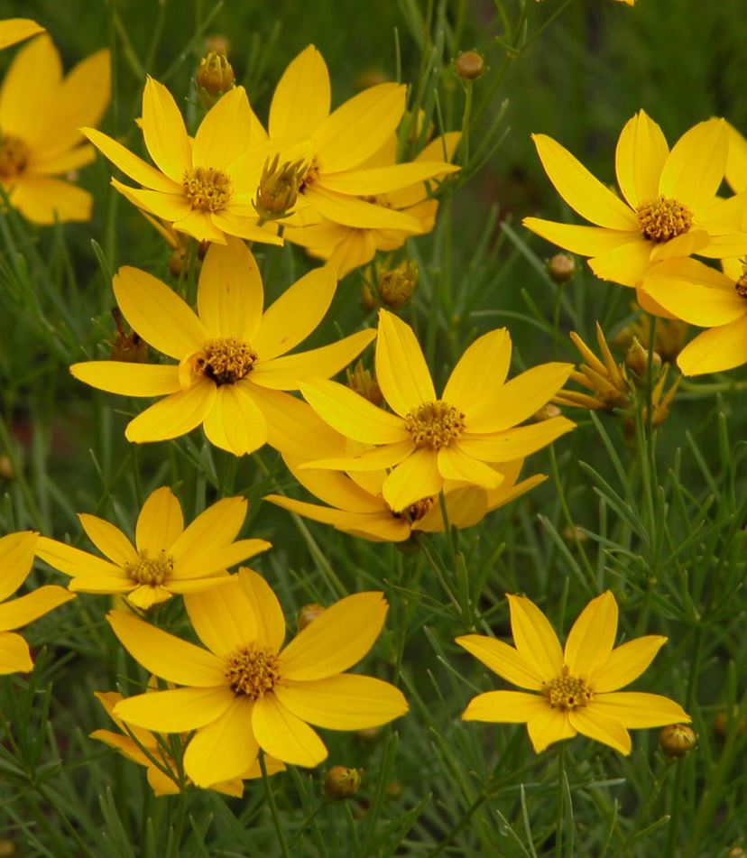 Coreopsis verticillata 'Zagreb'