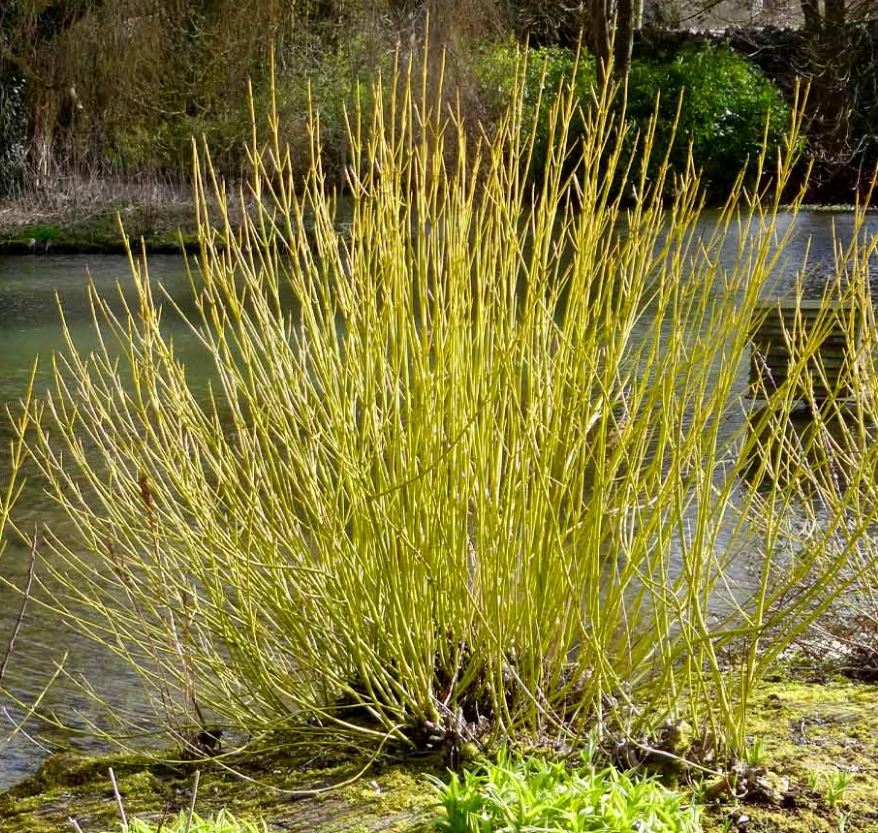 Cornus s. 'Arctic Fire Yellow'